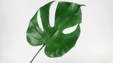 Preserved monstera - 3 small leaves - Green 700