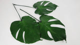 Preserved monstera - 3 small leaves - Green 700