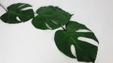 Preserved monstera - 3 small leaves - Green 700