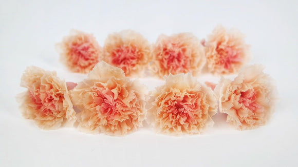 Carnations preserved Earth Matters - 8 pieces - Peach rose 370