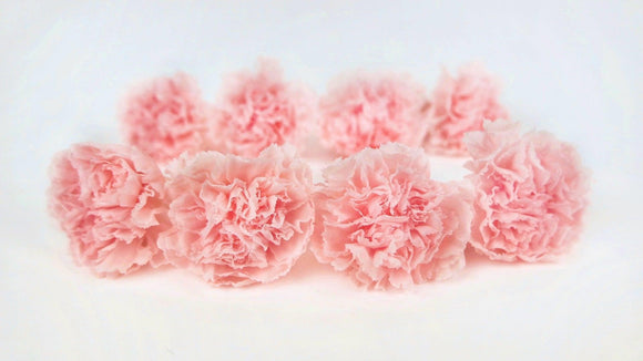 Carnations preserved Kiara - 8 heads - Pink blush