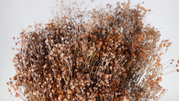 Dried broom bloom - 1 bunch - Frozen orange