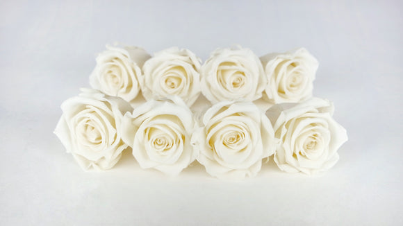 Preserved roses Kiara 5 cm - 8 rose heads - Pearl white