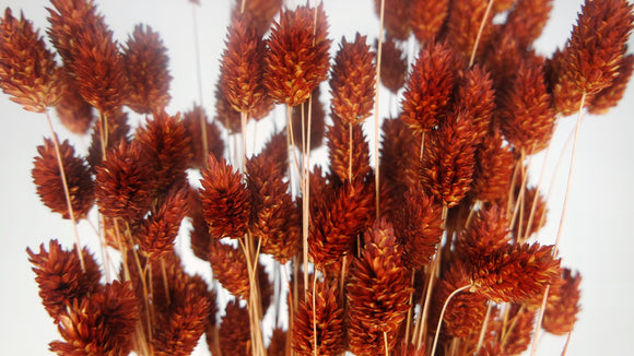 Dried Phalaris - 1 bunch - Caramel