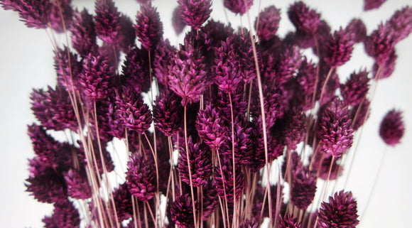 Dried phalaris - 1 bunch - Plum