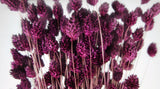 Dried phalaris - 1 bunch - Plum