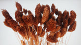 Phalaris dried - 1 bunch - Chocolate