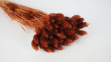 Phalaris dried - 1 bunch - Chocolate