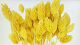Phalaris - 1 bunch - Yellow