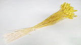 Phalaris - 1 bunch - Yellow
