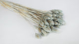 Dried phalaris - 1 bunch - Light blue grey