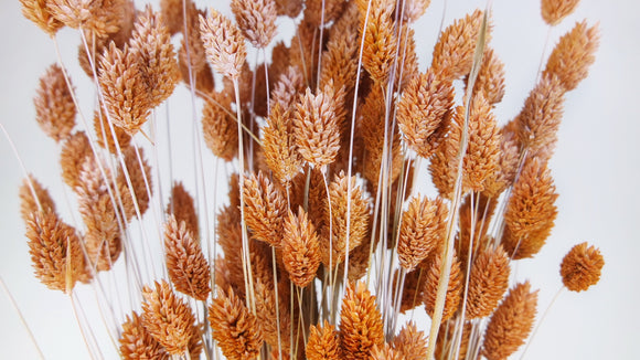 Dried phalaris - 1 bunch - Frozen orange