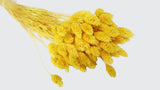 Phalaris - 1 bunch - Yellow