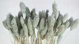 Dried phalaris - 1 bunch - Light blue grey