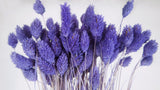 Phalaris séchés - 1 botte - Violet