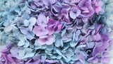 Preserved hydrangea Anna - 1 head - Rainbow purple/blue