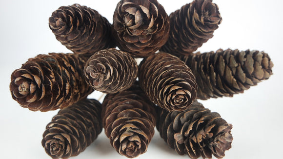 Pine cones Giant - 1 bunch - Natural color
