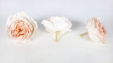 English roses preserved Elena Earth Matters - 6 heads - White peach 370