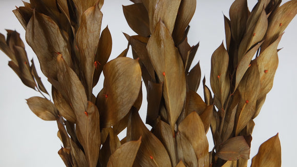 Preserved ruscus Garden - 1 bunch - Brown