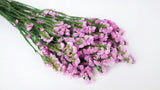 Statice preserved - 1 bunch  - Natural colour light pink