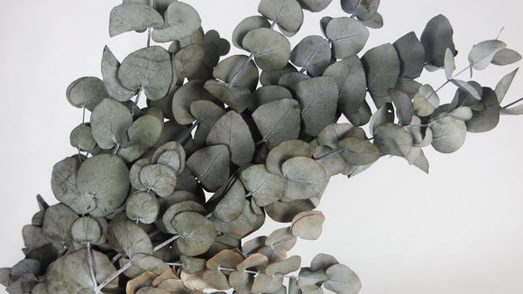 Preserved eucalyptus Stuartiana 2. choice - 1 bunch - Green