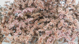 Dried tatarica - 1 bunch - Pink