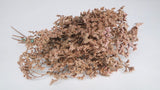 Dried tatarica - 1 bunch - Pink