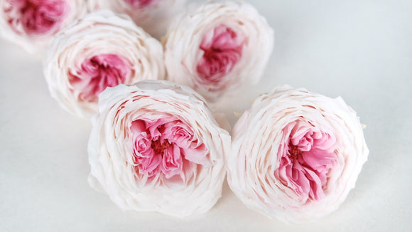 English roses preserved Temari Earth Matters - 8 heads - Champagne pink 021