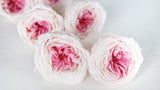 English roses preserved Temari Earth Matters - 8 heads - Champagne pink 021