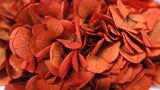 Hortensia Preservada Extra - 1 Cabeza - Terracotta