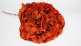Hortensia Preservada Extra - 1 Cabeza - Terracotta