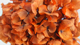 Hortensia Preservada - 1 Cabeza - Terracota