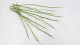 Preserved flower stems Earth Matters - 10 stems - Green