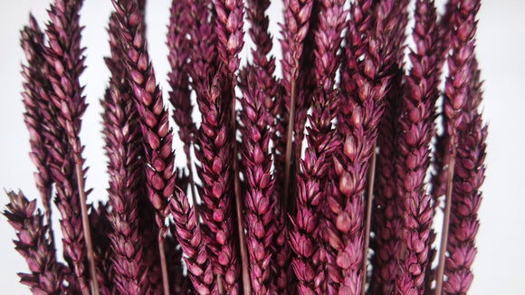 Dried wheat - 1 bunch - Plum