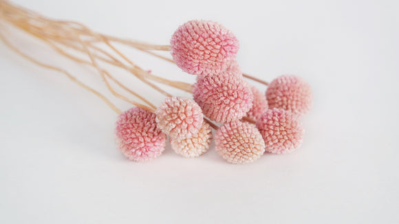 Preserved  craspedia - 10 stems - Pink