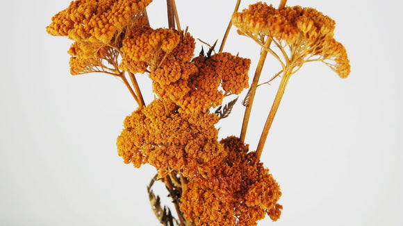 Dried achillea Filipendula - 1 bunch - Amber
