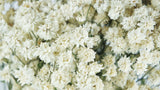 Achillea Ptarmica - 1 bunch - Natural colour white