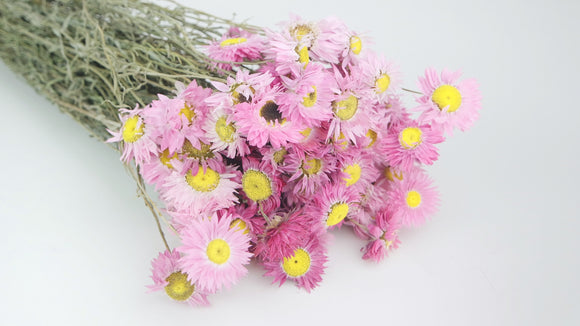 Acroclinium - 1 bunch - Pink