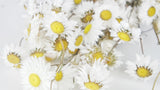 Acroclinium - 1 Strauß - Naturfarbe weiss
