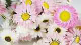 Acroclinium - 1 bunch - natural colour white and pink