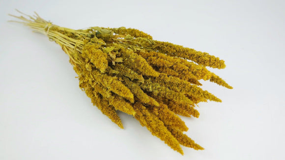Dried amaranthus on stem - 1 bunch - Saffron yellow