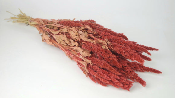 Dried amaranthus on stem - 1 bunch - Coral Pink