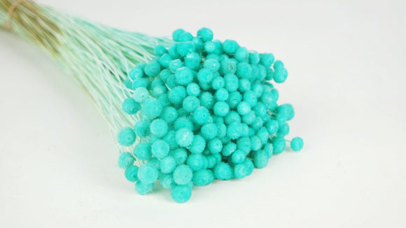 Dried Amarelino - 1 bunch - Turquoise blue