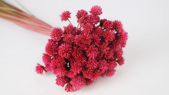 Dried hill flowers - 1 bunch - Dusty pink