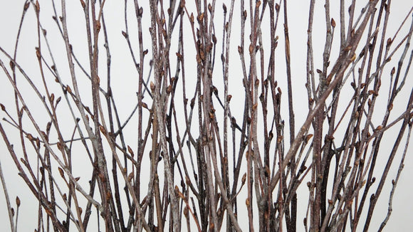 Birch twigs dried - 1 bunch - brown