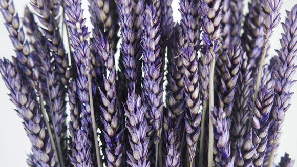 Dried wheat - 1 bunch - Dark purple
