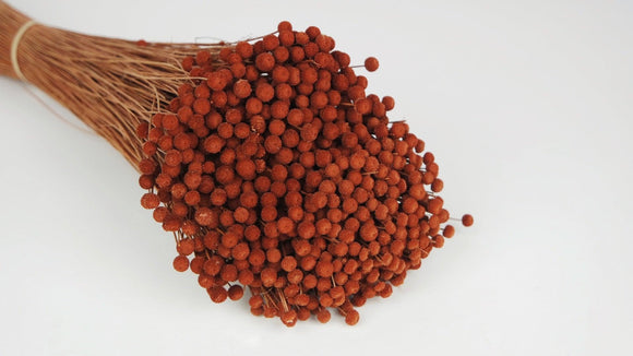 Dried Boton mini - 1 bunch - Hazelnut