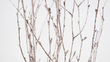 Birch twigs dried - 1 bunch - Warm gold