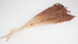 Broom Bloom getrocknet - 1 Strauß - Blush - Si-nature