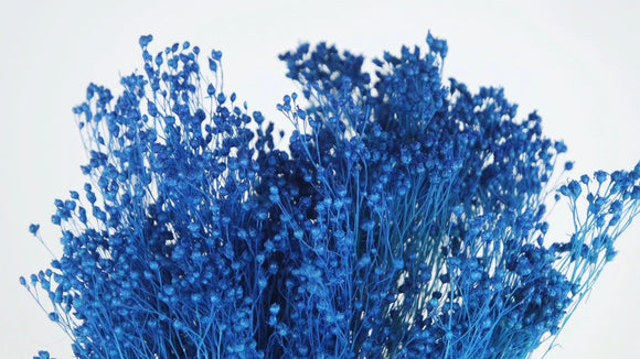 Preserved broom bloom - 1 bunch - Sapphire blue